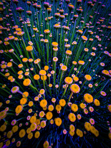 7° lugar | Concurso: Color Amarillo Galaxy A54 5G · 1mm · f/2.2 · 1/290s · ISO 40