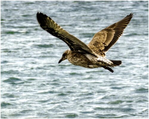 7° lugar | Concurso: Aves en vuelo DSC-RX100M7 · 72mm · f/5.6 · 1/500s · ISO 100