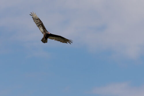 4° lugar | Concurso: Aves en vuelo Canon EOS 6D Mark II · 400mm · f/8 · 1/640s · ISO 100