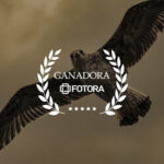 Concurso: Aves en vuelo