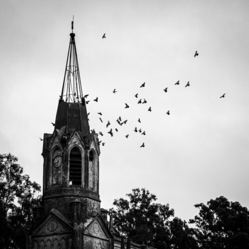 8° lugar | Concurso: Aves en vuelo Canon EOS M50 · 33mm · f/9 · 1/400s · ISO 400