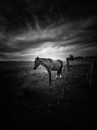 4° lugar | Concurso: Caballo Galaxy A54 5G · 1mm · f/2.2 · 1/1600s · ISO 40