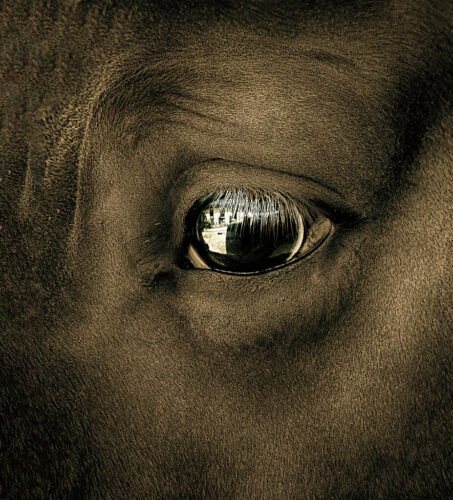 3° lugar | Concurso: Caballo Canon EOS Rebel T6i · 18mm · f/6.3 · 1/60s · ISO 200