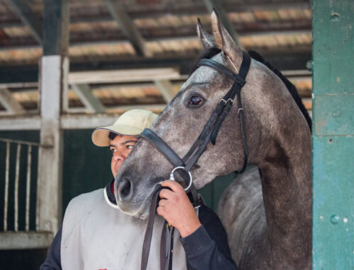 9° lugar | Concurso: Caballo Canon EOS 5D Mark III · 95mm · f/4.5 · 1/500s · ISO 8000