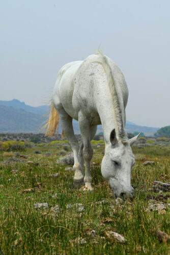2° lugar | Concurso: Caballo NIKON Z 5 · 105mm · f/11 · 1/400s · ISO 250