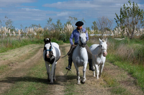 8° lugar | Concurso: Caballo