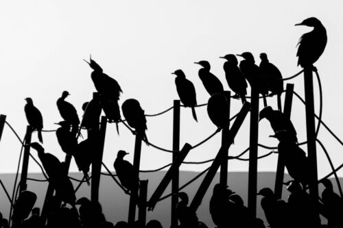 3° lugar | Concurso: Blanco y Negro ILCE-6400 · 210mm · f/9 · 1/4000s · ISO 400