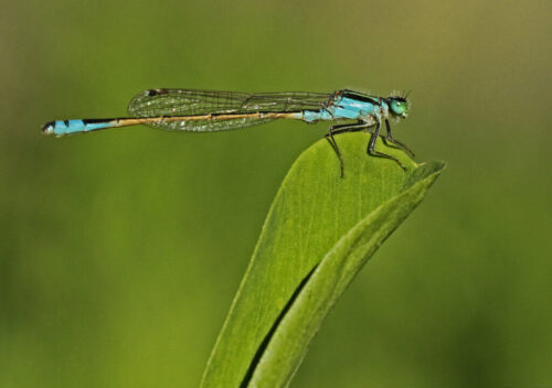 4° lugar | Concurso: Dos Colores Canon EOS 7D · 100mm · f/9 · 1/1250s · ISO 800