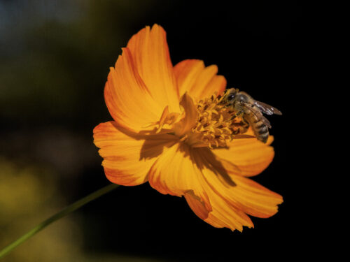 7° lugar | Color: Naranja Canon EOS 5D Mark III · 105mm · f/10 · 1/640s · ISO 800